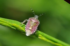 Beerenwanze (Dolycoris baccarum)