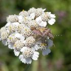 Beerenwanze (Dolycoris baccarum) auf Schafgarbe (Achillea millefolium)