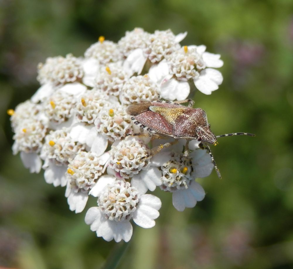 Beerenwanze (Dolycoris baccarum) auf Schafgarbe (Achillea millefolium)