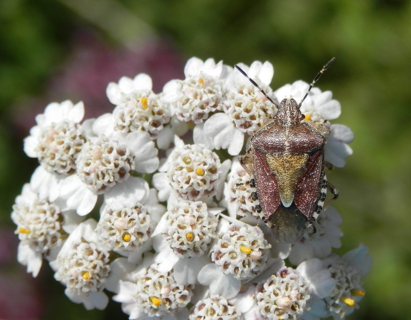 Beerenwanze (Dolycoris baccarum) auf Schafgarbe (Achillea millefolium)