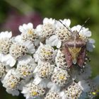 Beerenwanze (Dolycoris baccarum) auf Schafgarbe (Achillea millefolium)