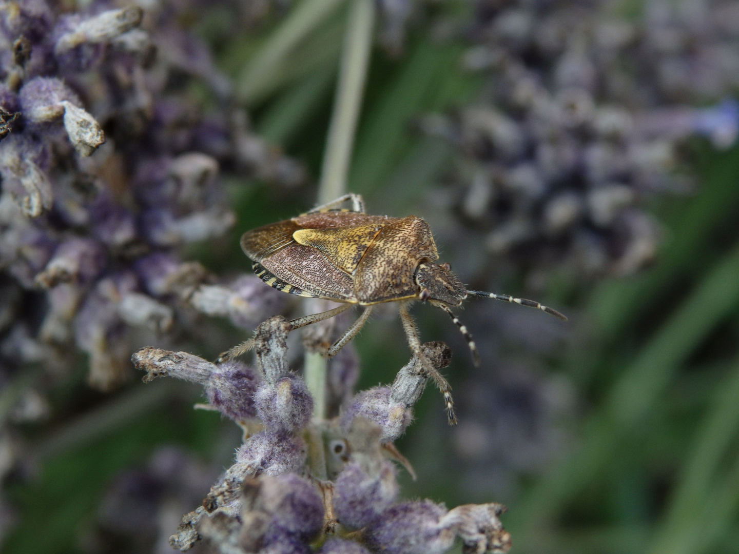 Beerenwanze (Dolycoris baccarum) auf verblühtem Lavendel