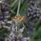 Beerenwanze (Dolycoris baccarum) auf verblühtem Lavendel