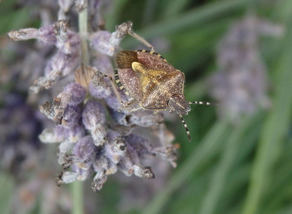 Beerenwanze (Dolycoris baccarum) auf verblühtem Lavendel