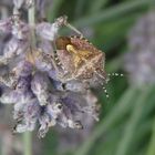 Beerenwanze (Dolycoris baccarum) auf verblühtem Lavendel