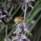 Beerenwanze (Dolycoris baccarum) auf verblühtem Lavendel