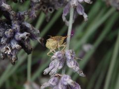 Beerenwanze (Dolycoris baccarum) auf verblühtem Lavendel