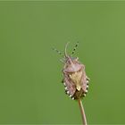 Beerenwanze (Dolycoris baccarum)