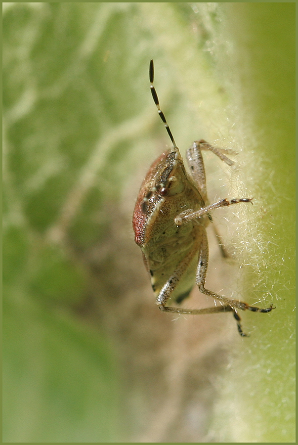 Beerenwanze (Dolycoris baccarum)