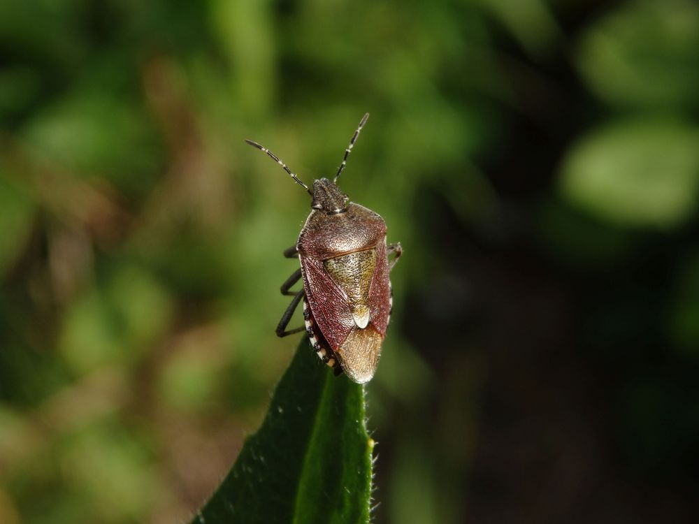 Beerenwanze (Dolycoris baccarum)