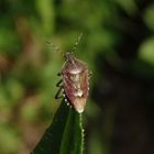 Beerenwanze (Dolycoris baccarum)