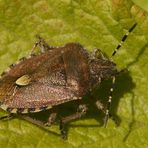 Beerenwanze (Dolycoris baccarum)