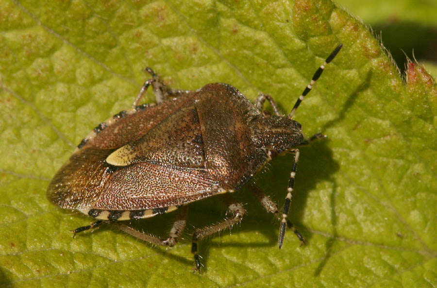 Beerenwanze (Dolycoris baccarum)