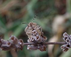 Beerenwanze (Dolycoris baccarum)