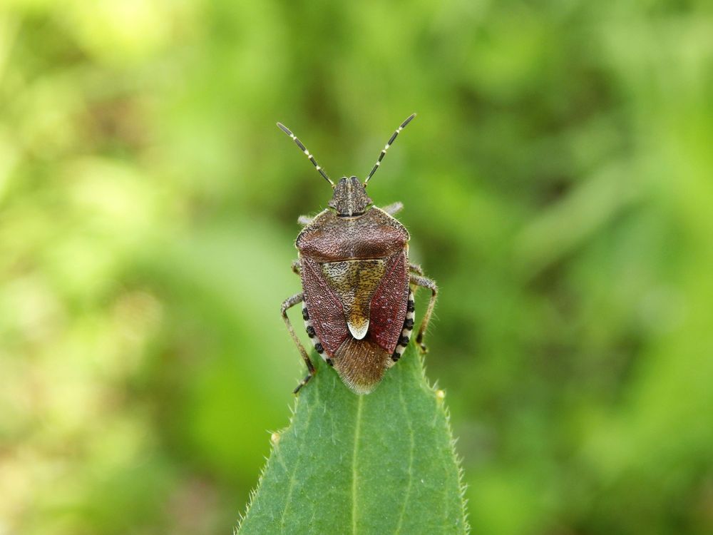 Beerenwanze (Dolycoris baccarum)