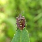 Beerenwanze (Dolycoris baccarum)