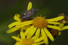 Beerenwanze ( Dolycoris Baccarum)