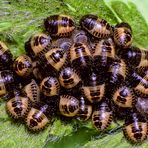 Beerenwanze (Dolycoris baccarum) - Eier und L1-Larven