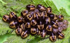 Beerenwanze (Dolycoris baccarum) - Eier und L1-Larven