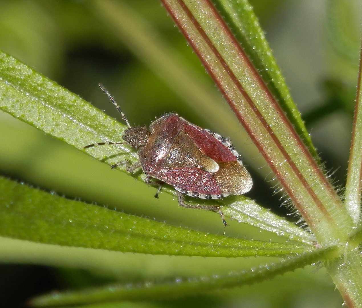 Beerenwanze (Dolycoris baccarum) - eine bunte Schönheit