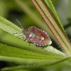 Beerenwanze (Dolycoris baccarum) - eine bunte Schönheit