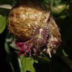 Beerenwanze (Dolycoris baccarum) - Imago auf verblühter Flockenblume