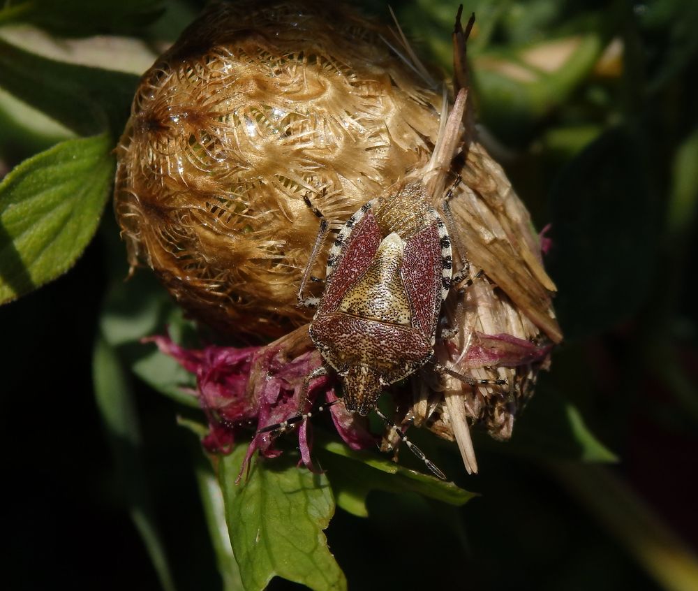 Beerenwanze (Dolycoris baccarum) - Imago auf verblühter Flockenblume
