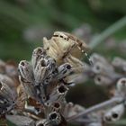 Beerenwanze (Dolycoris baccarum) in ungewöhnlicher Ansicht 