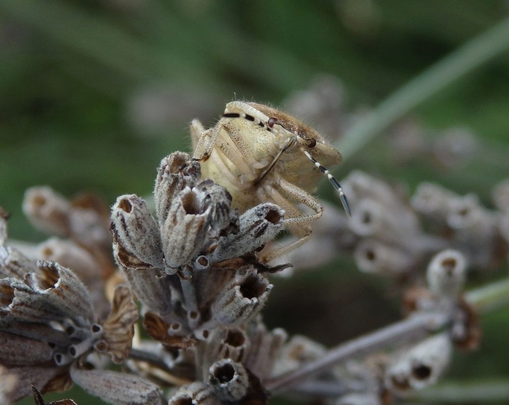 Beerenwanze (Dolycoris baccarum) in ungewöhnlicher Ansicht 