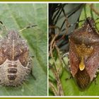 Beerenwanze (Dolycoris baccarum) - Jung und alt