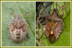 Beerenwanze (Dolycoris baccarum) - Jung und alt