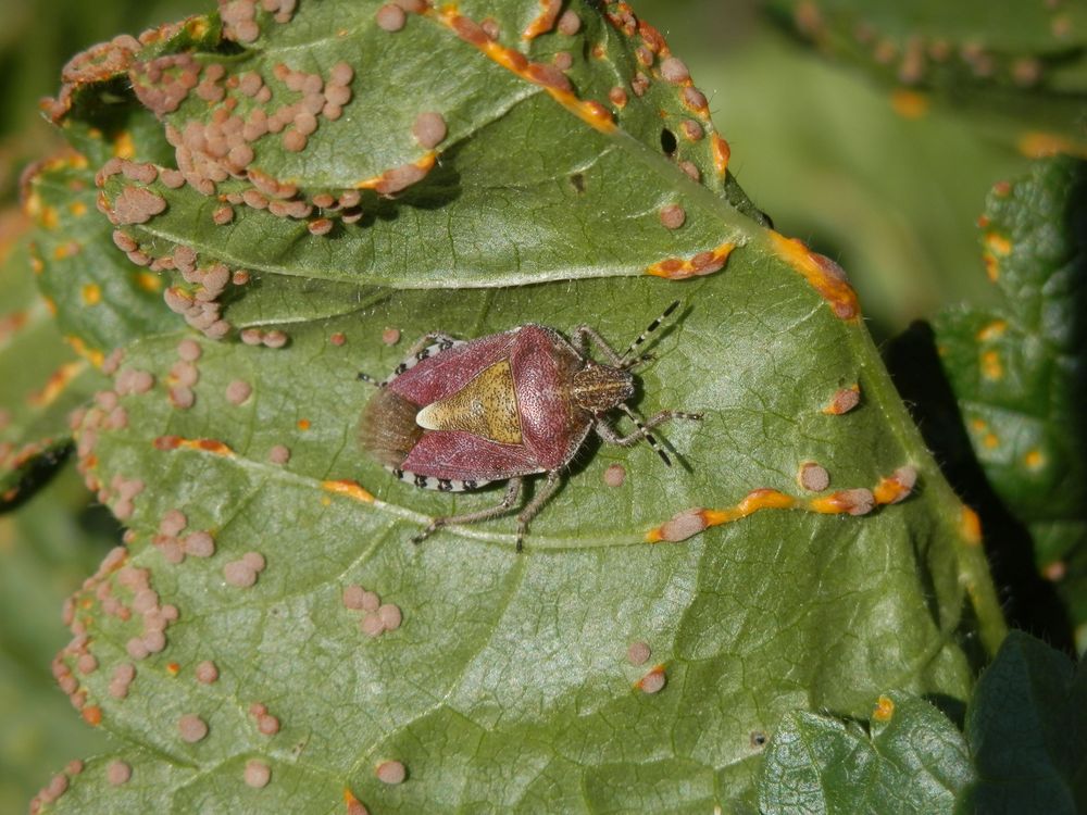 Beerenwanze (Dolycoris baccarum) und Blattfallkrankheit 