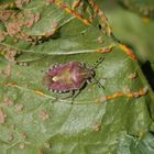 Beerenwanze (Dolycoris baccarum) und Blattfallkrankheit 