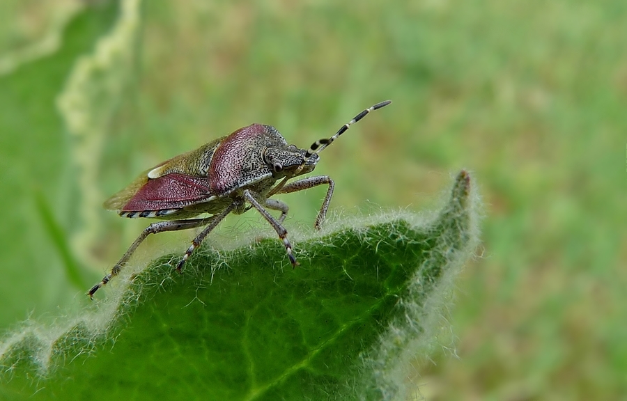 Beerenwanze in der Königskerze....