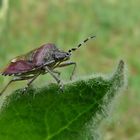 Beerenwanze in der Königskerze....