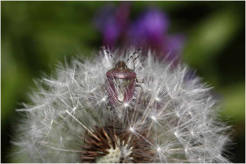 Beerenwanze in einer Pusteblume