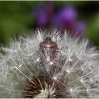 Beerenwanze in einer Pusteblume