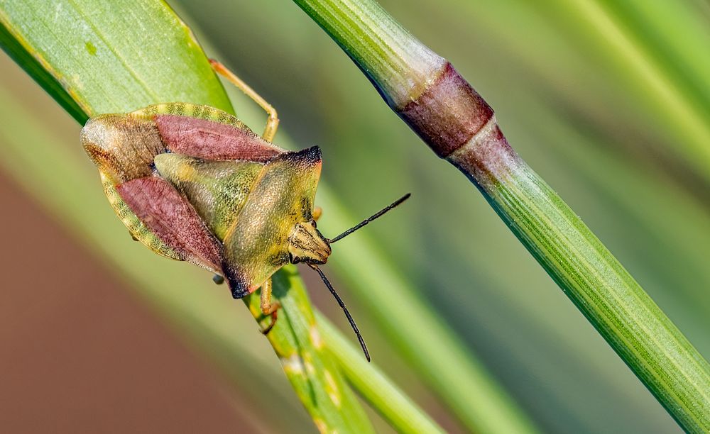 "BEERENWANZE" - könnte das stimmen?