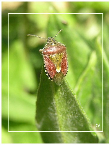 Beerenwanze mit Weitblick