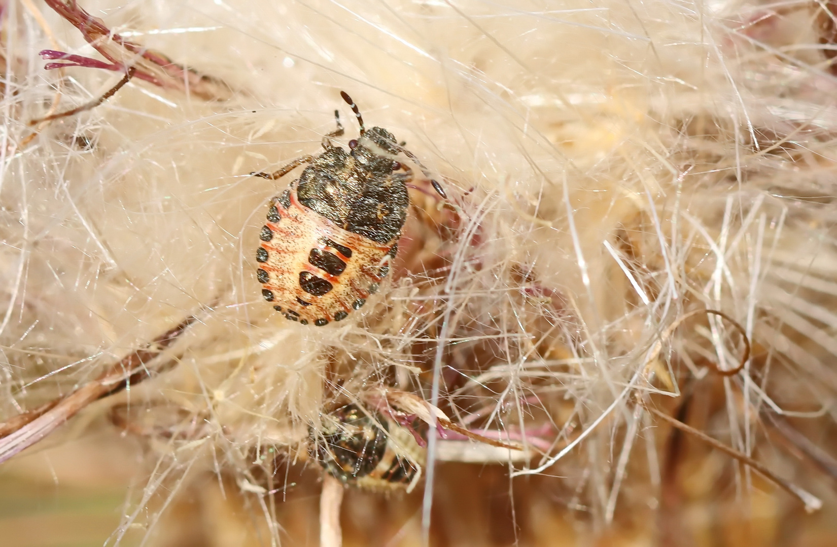 Beerenwanze,Dolycoris baccarum,Nymphe