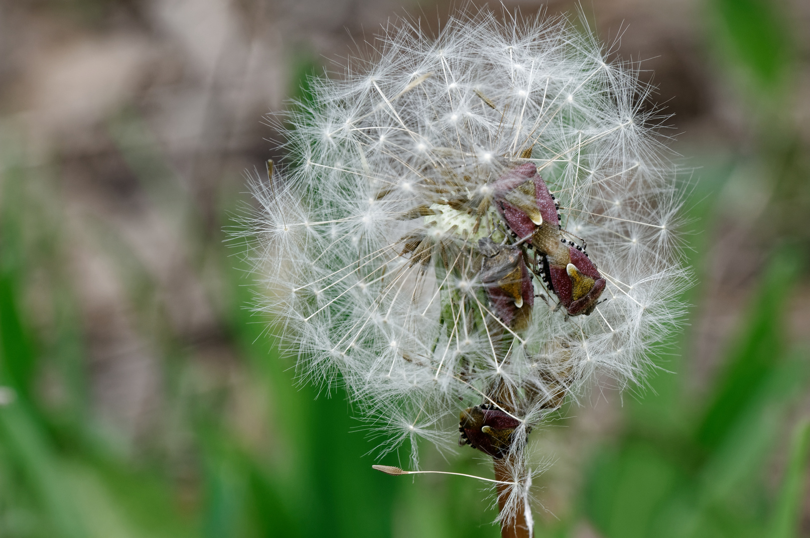  Beerenwanzen (Dolycoris baccarum) auf den Fruchtständen vom Löwenzahn