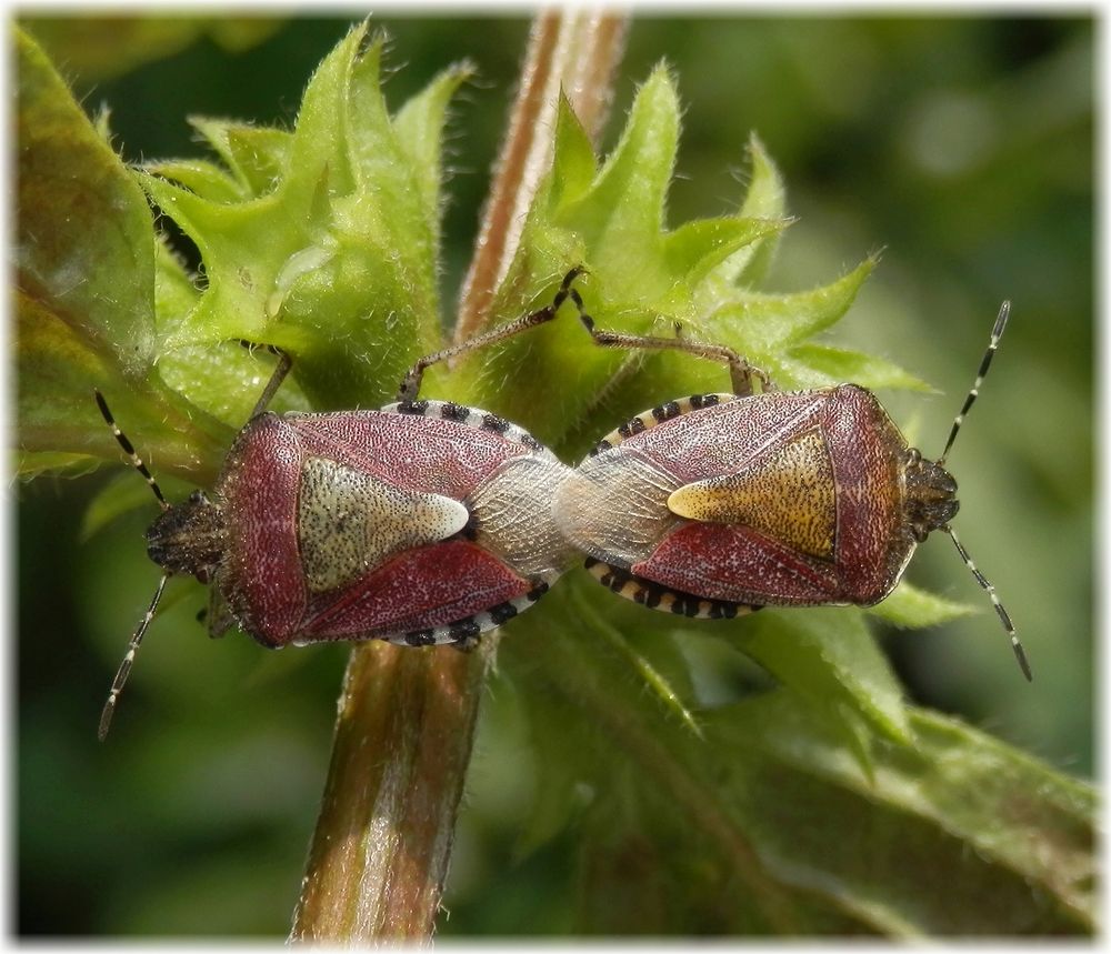 Beerenwanzen (Dolycoris baccarum) bei der Paarung