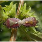 Beerenwanzen (Dolycoris baccarum) bei der Paarung