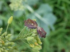 Beerenwanzen (Dolycoris baccarum) bei der Paarung