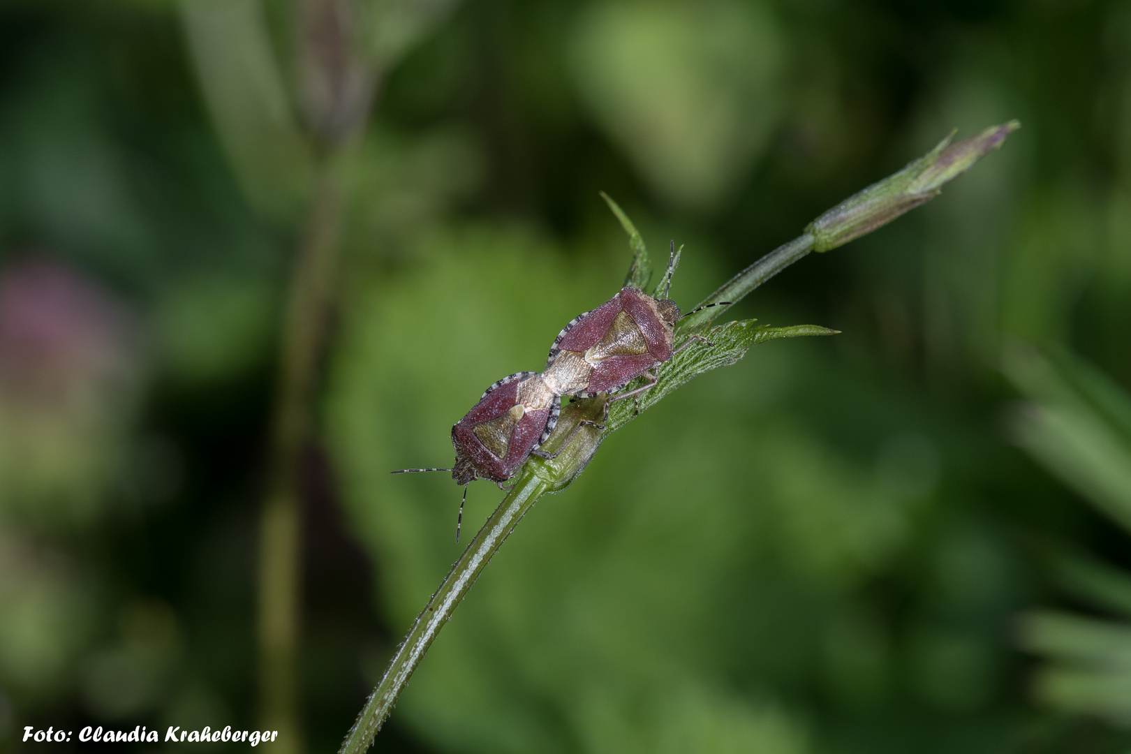 Beerenwanzen im Liebesrausch