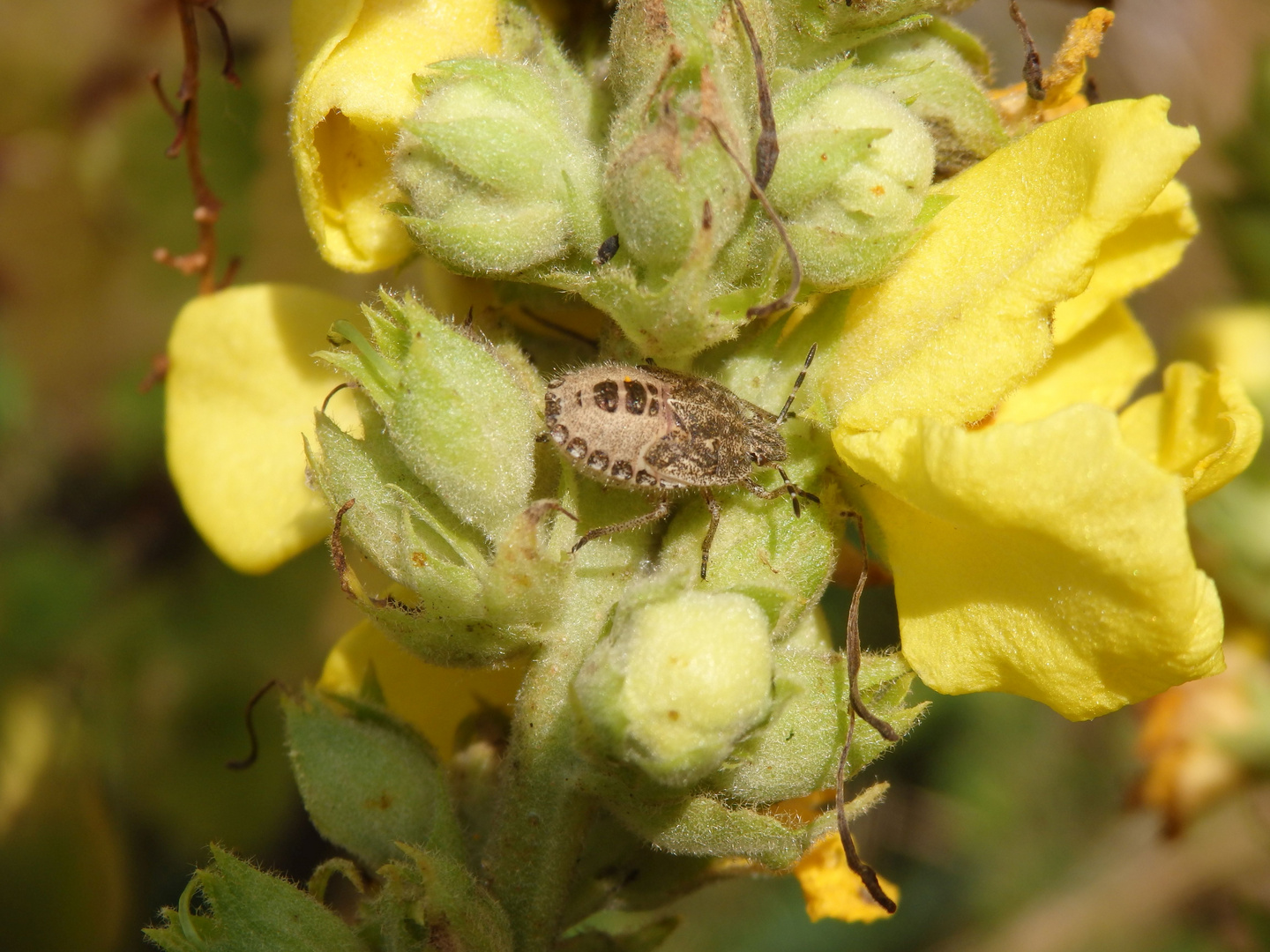 Beerenwanzen-Nymphe (Dolycoris baccarum) auf Königskerze