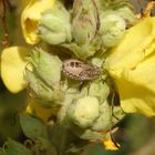 Beerenwanzen-Nymphe (Dolycoris baccarum) auf Königskerze