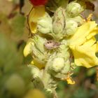 Beerenwanzen-Nymphe (Dolycoris baccarum) auf Königskerze