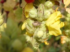 Beerenwanzen-Nymphe (Dolycoris baccarum) auf Königskerze