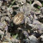 Beerenwanzen-Nymphe (Dolycoris baccarum) auf verblühtem Lavendel